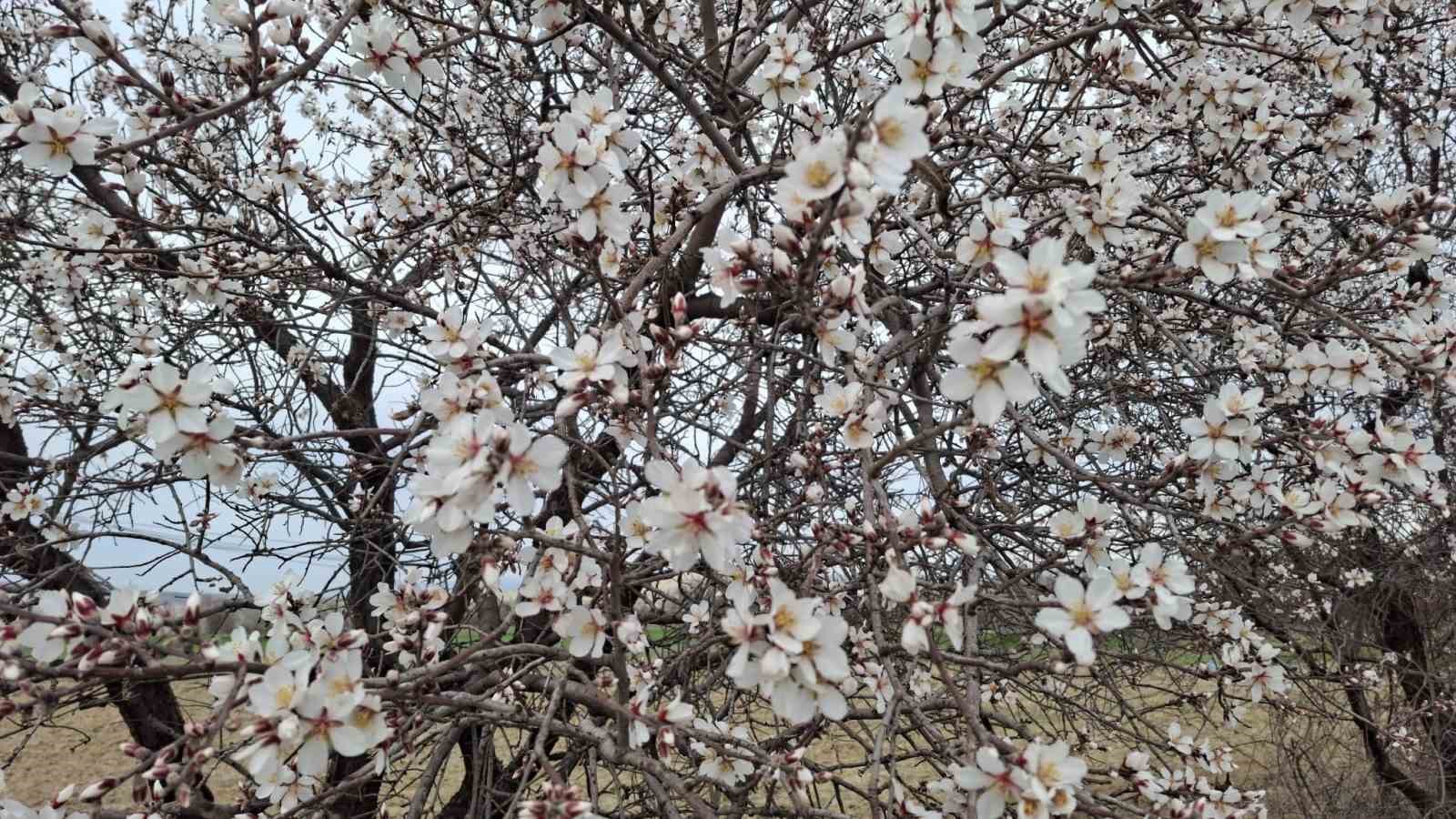 Yalancı bahara aldanan ağaçlar erkenden çiçek açtı
