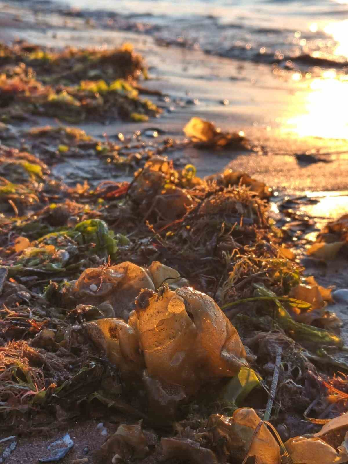 Yalova sahilinde istilacı yosun türü gözlemlendi
