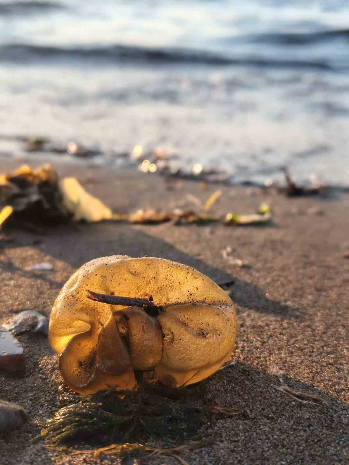 Yalova sahilinde istilacı yosun türü gözlemlendi
