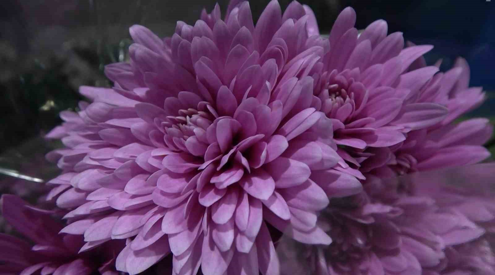 Yalova’da çiçek mezatlarında Sevgililer Günü hareketliliği
