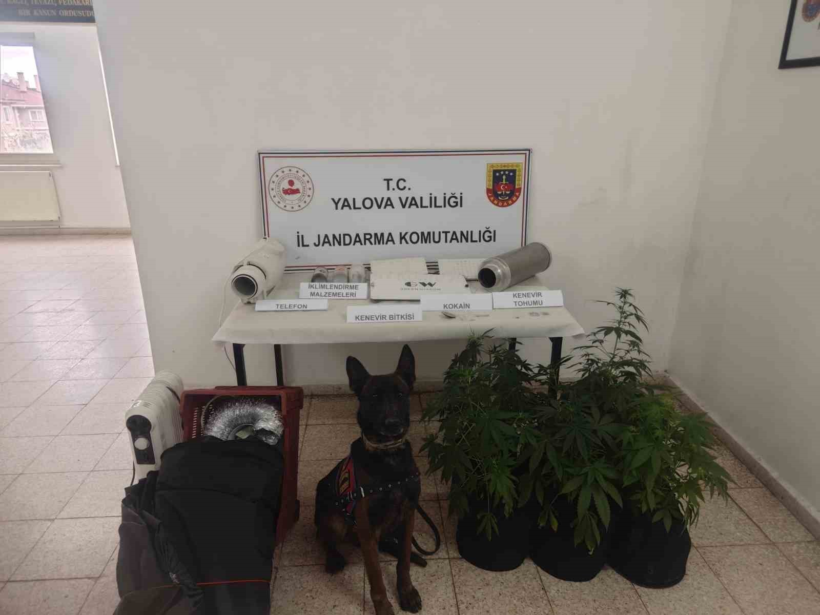 Yalova’da evinde uyuşturucu yetiştiren şüpheli yakalandı
