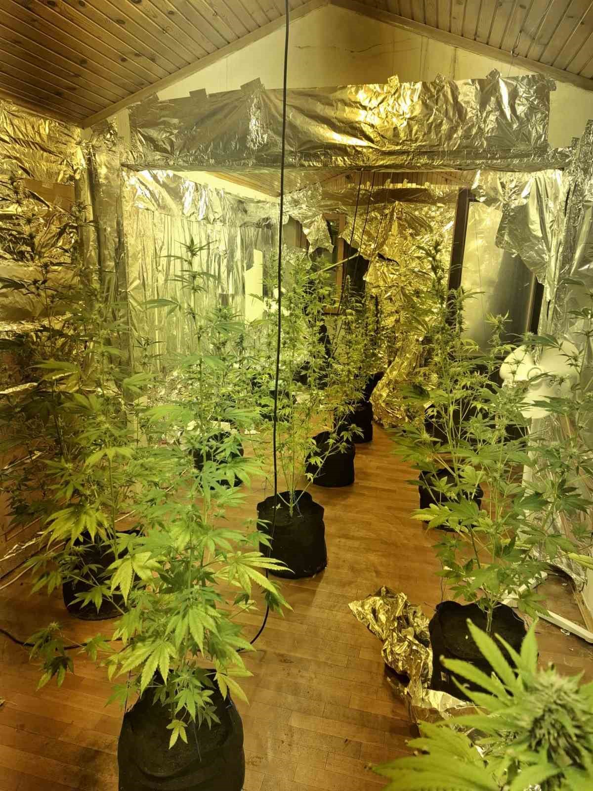 Yalova’da saklandığı evde uyuşturucu yetiştiren hükümlü yakalandı
