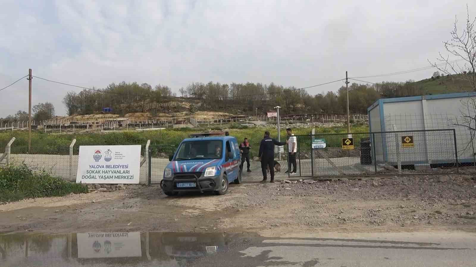 Yalova’daki barınakta köpek ölümleriyle ilgili soruşturma
