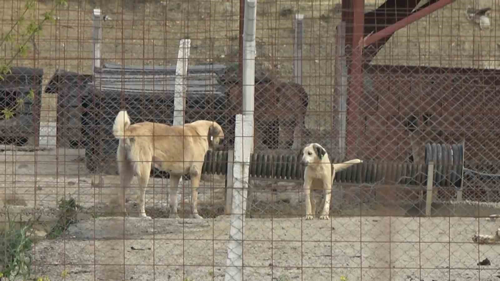 Yalova’daki barınakta köpek ölümleriyle ilgili soruşturma
