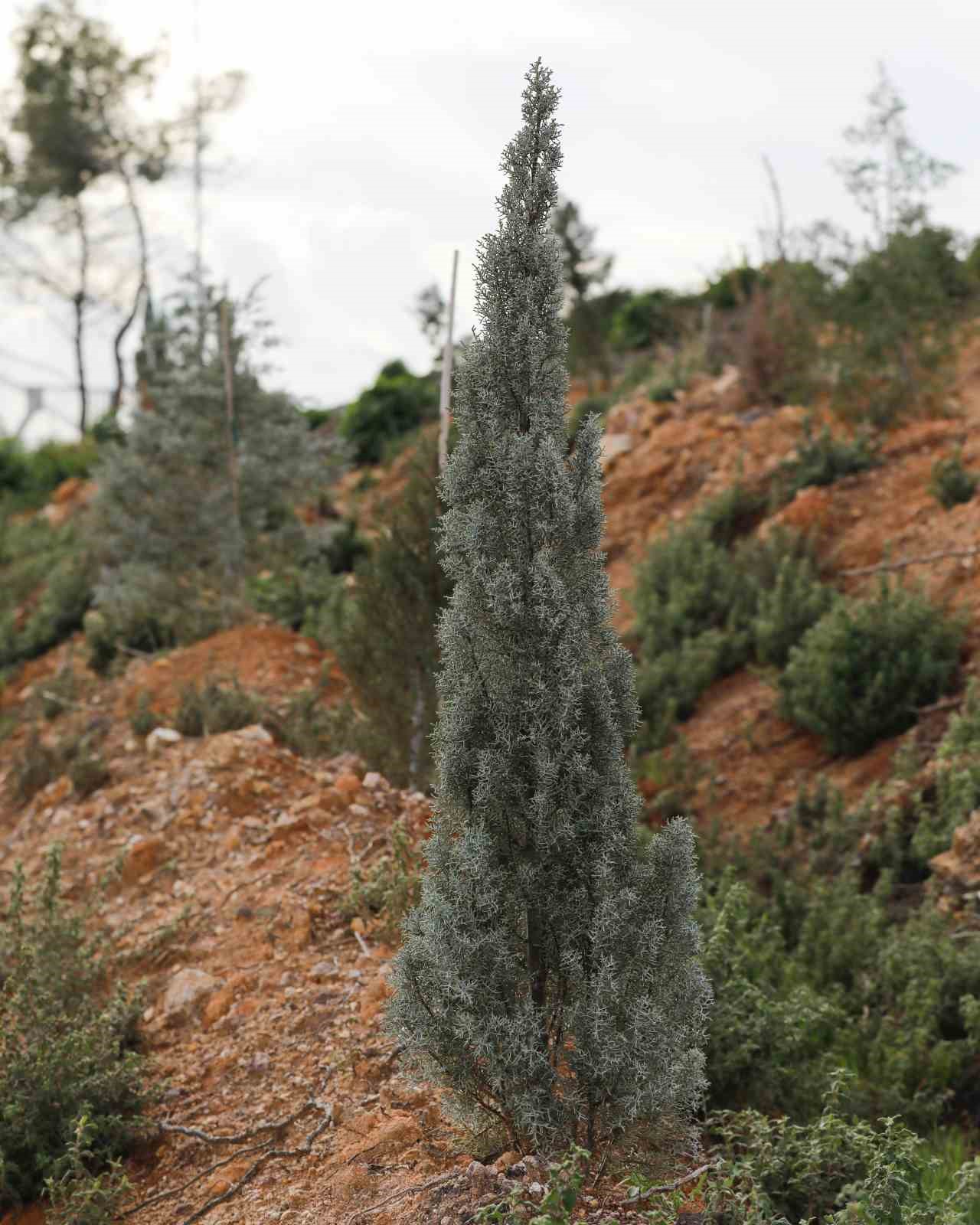 Yamanlar’da yanan ormanlar yeniden yeşeriyor
