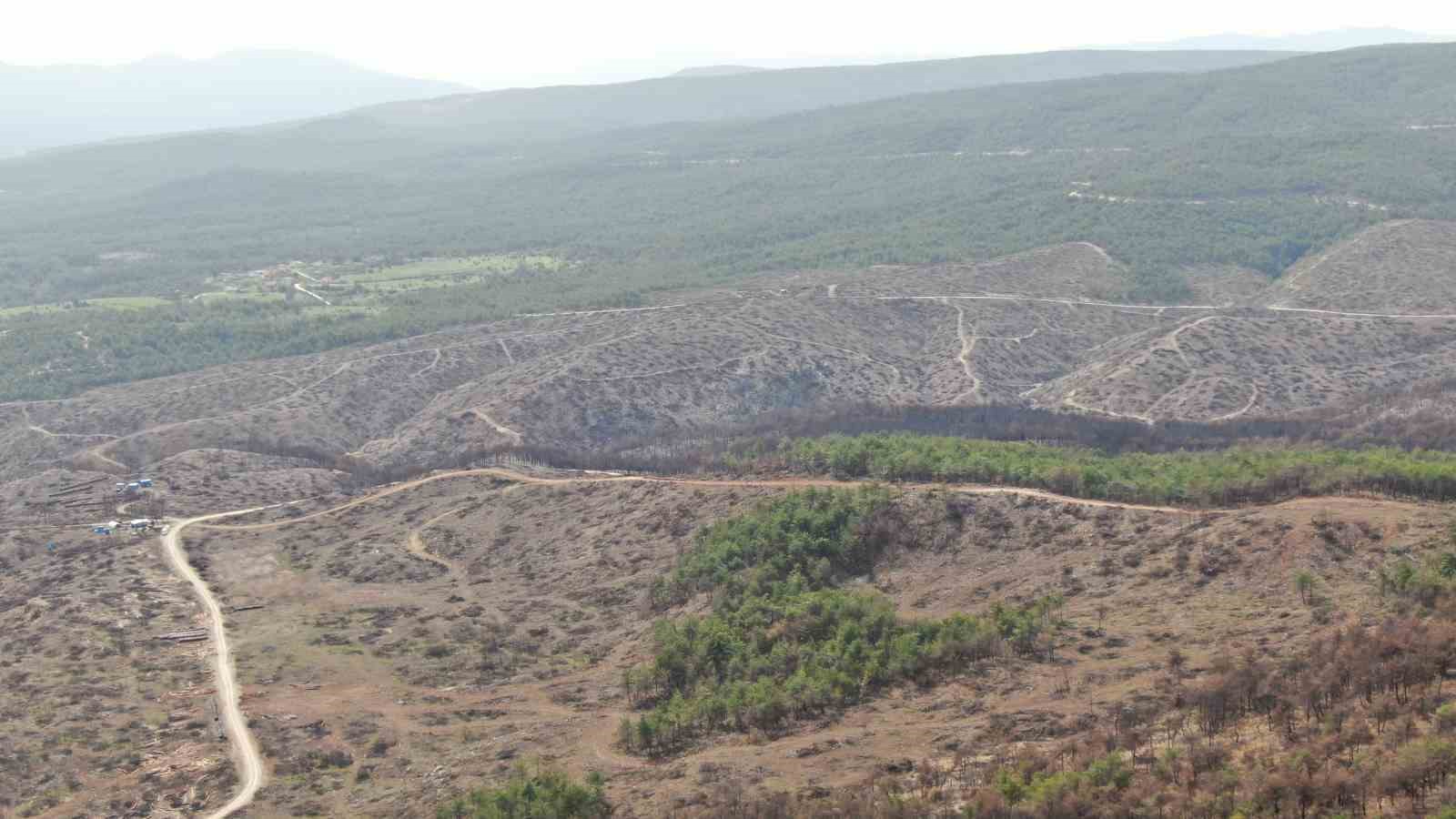 Yanan ormanlık alanda kuzugöbeği mantarı bolluğu: Köylülerin gelir kaynağı oldu
