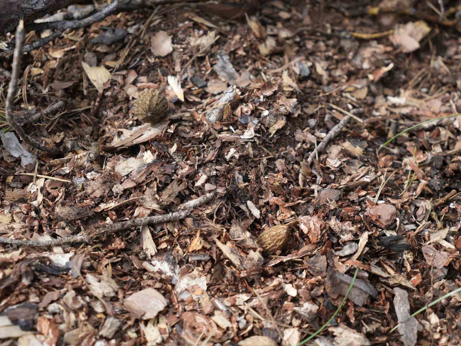 Yanan ormanlık alanda kuzugöbeği mantarı bolluğu: Köylülerin gelir kaynağı oldu
