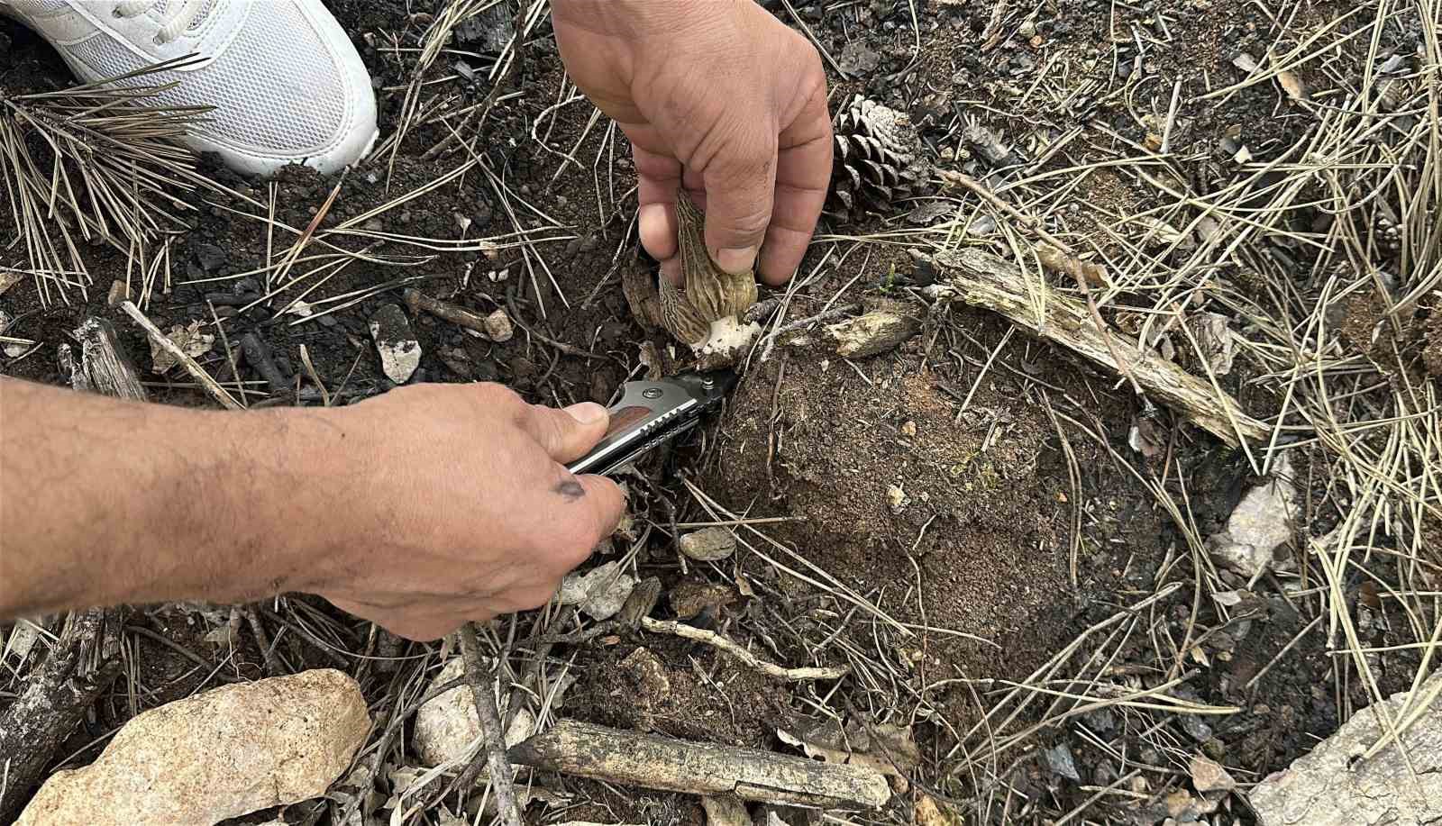 Yanan ormanlık alanda kuzugöbeği mantarı bolluğu: Köylülerin gelir kaynağı oldu

