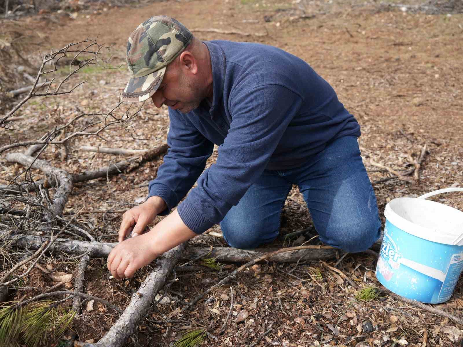 Yanan ormanlık alanda kuzugöbeği mantarı bolluğu: Köylülerin gelir kaynağı oldu
