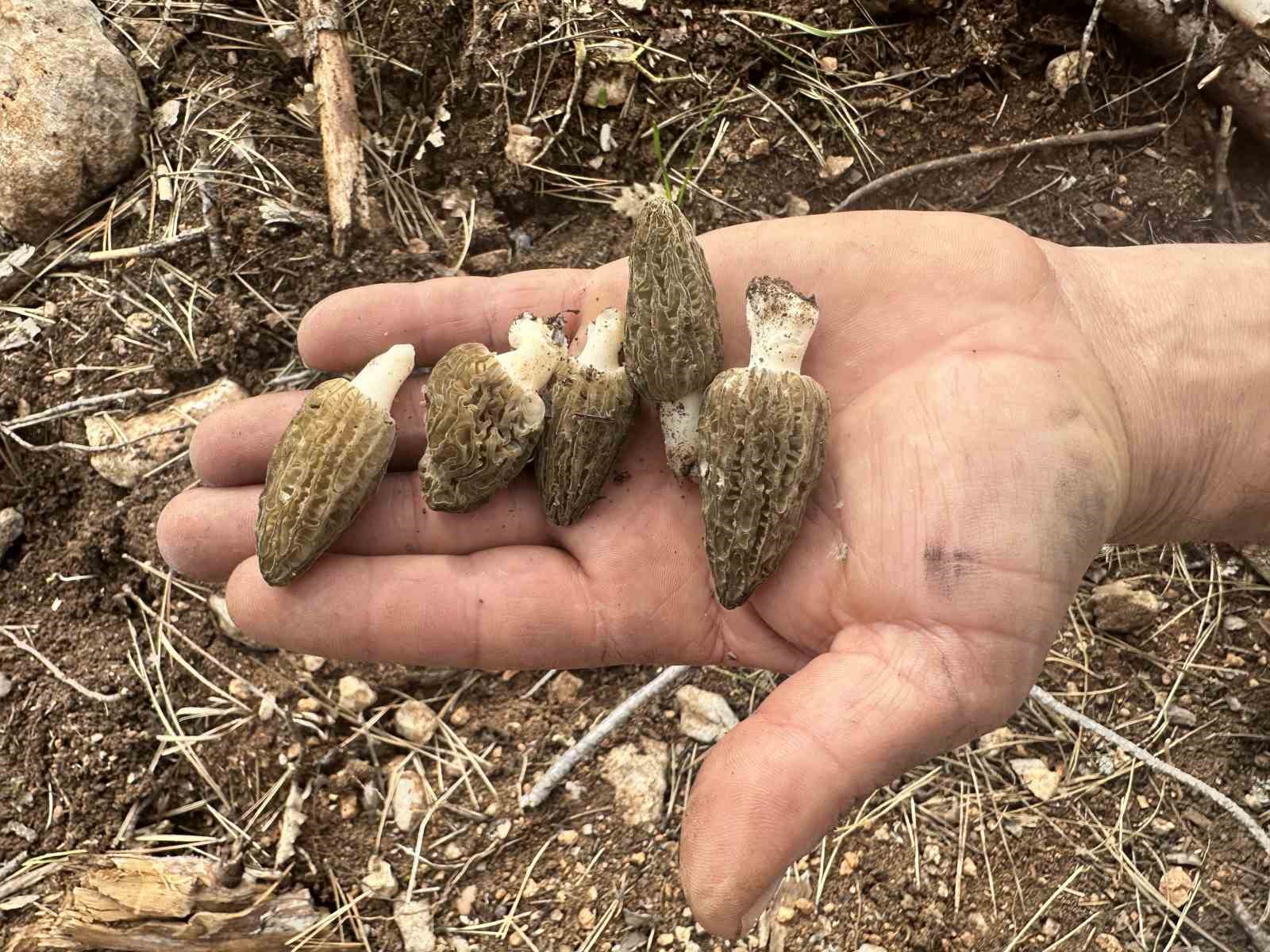 Yanan ormanlık alanda kuzugöbeği mantarı bolluğu: Köylülerin gelir kaynağı oldu
