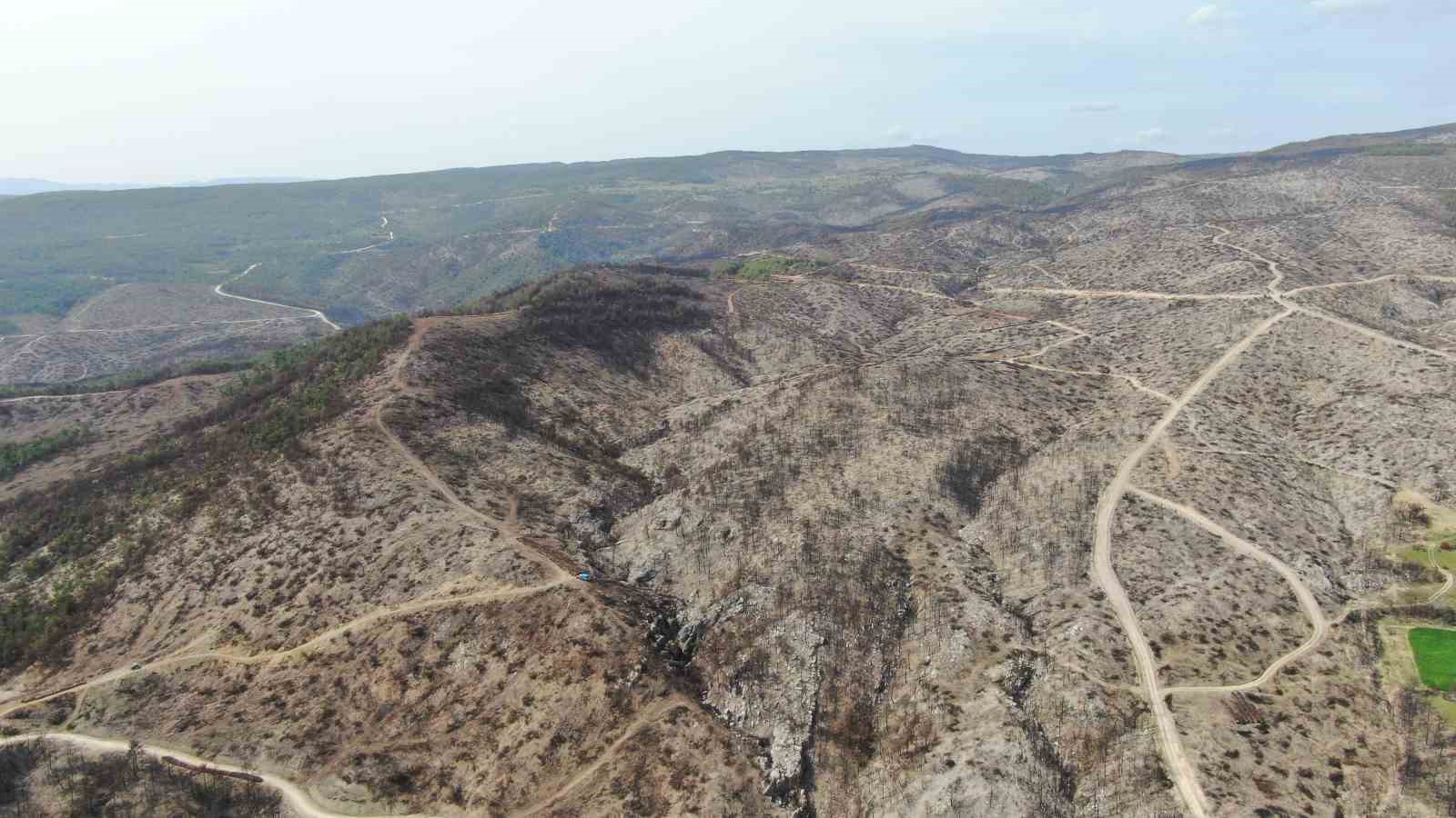 Yanan ormanlık alanda kuzugöbeği mantarı bolluğu: Köylülerin gelir kaynağı oldu
