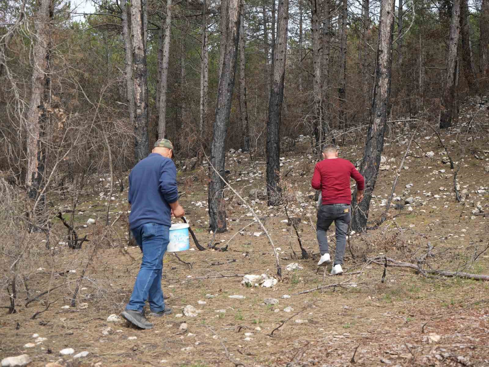 Yanan ormanlık alanda kuzugöbeği mantarı bolluğu: Köylülerin gelir kaynağı oldu
