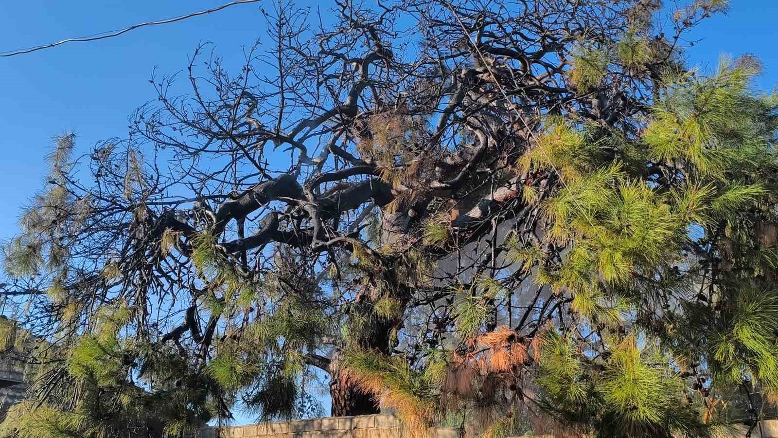 Yangının eve sıçramaması için alevlere hortumlarla müdahale ettiler
