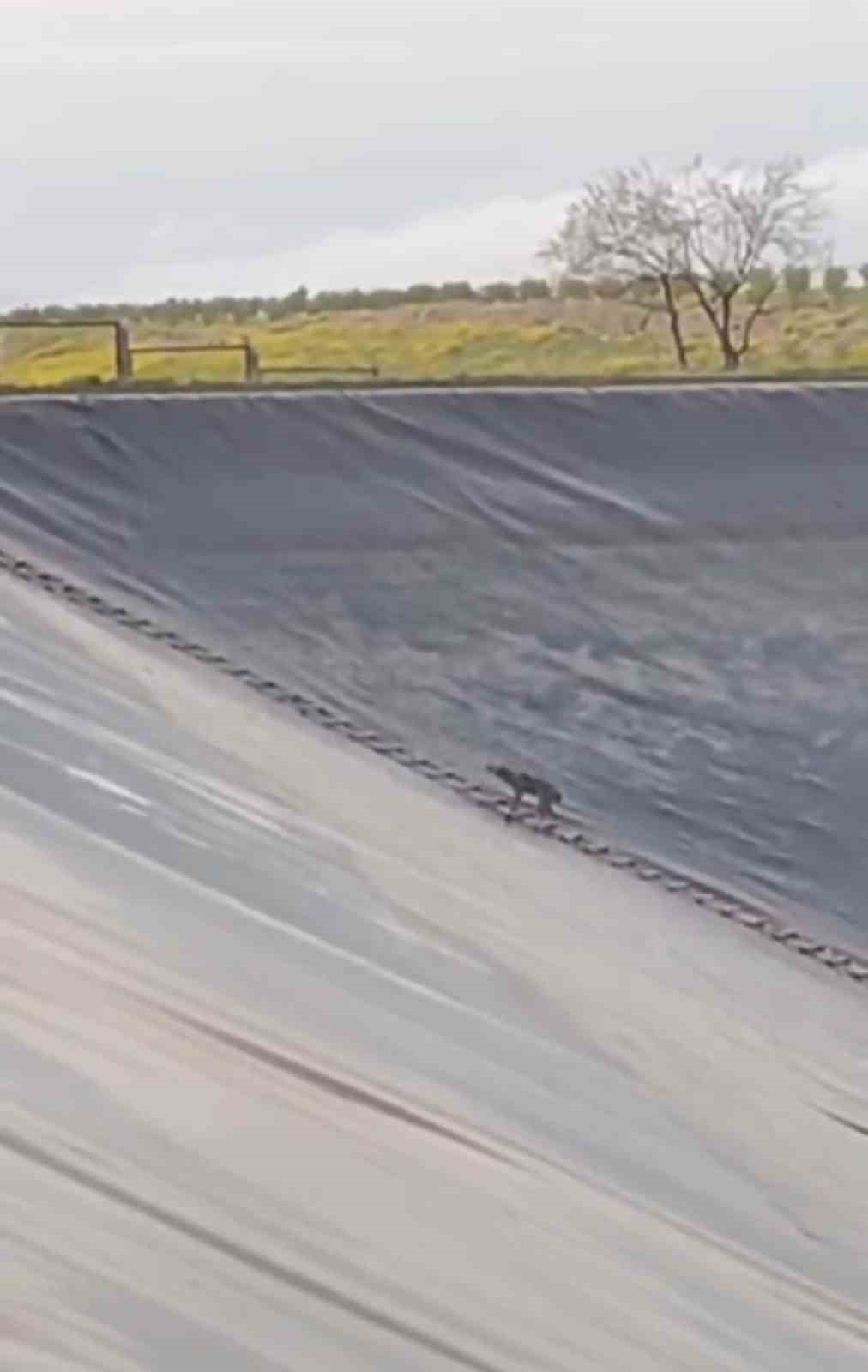 Yapay gölette mahsur kalan tilkiyi itfaiye kurtardı
