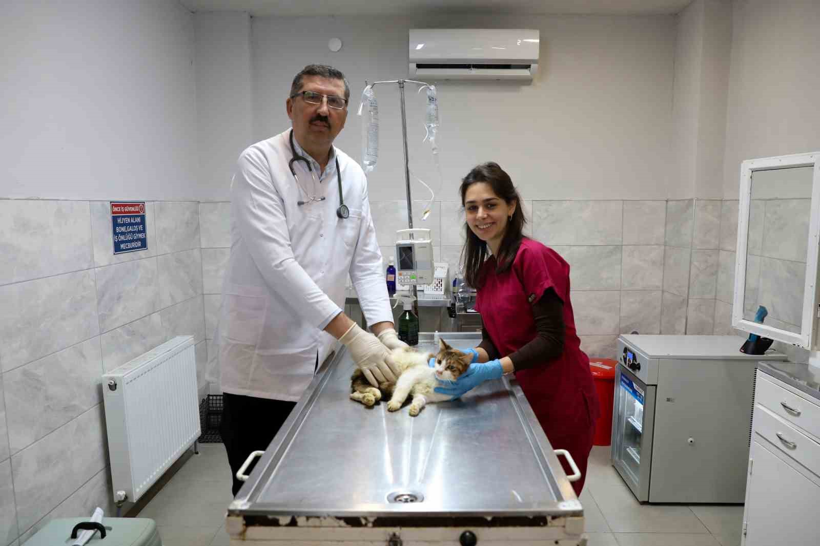 Yaralı kediye Büyükşehir şefkati
