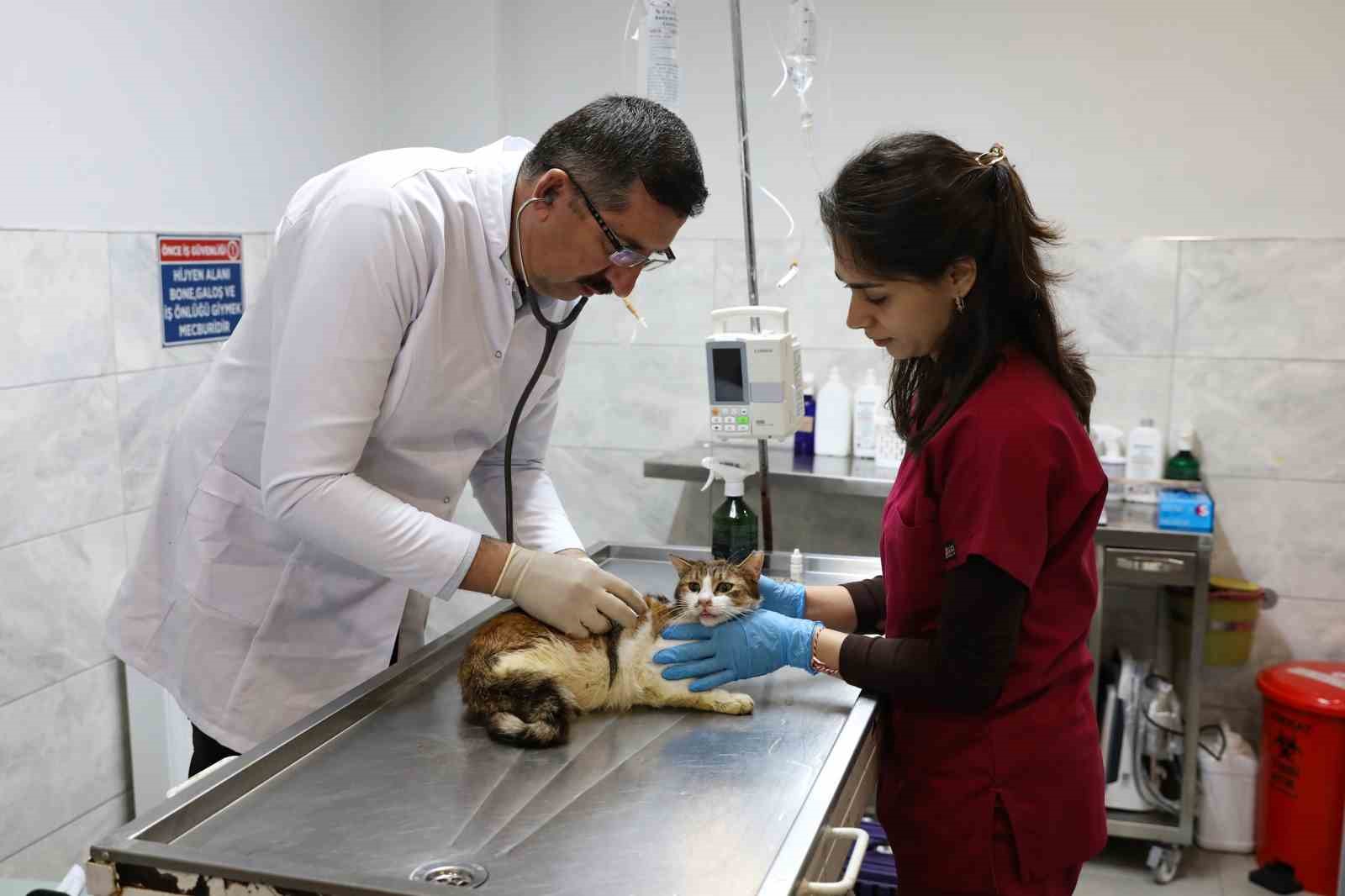 Yaralı kediye Büyükşehir şefkati
