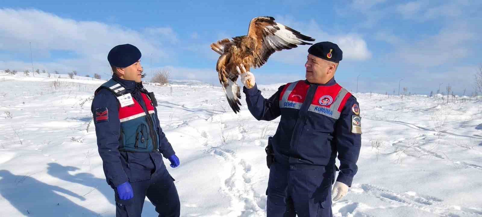 Yaralı kızıl şahin koruma altına alındı
