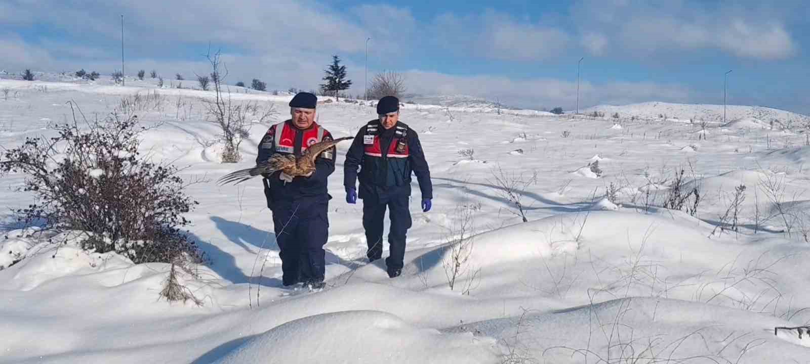 Yaralı kızıl şahin koruma altına alındı
