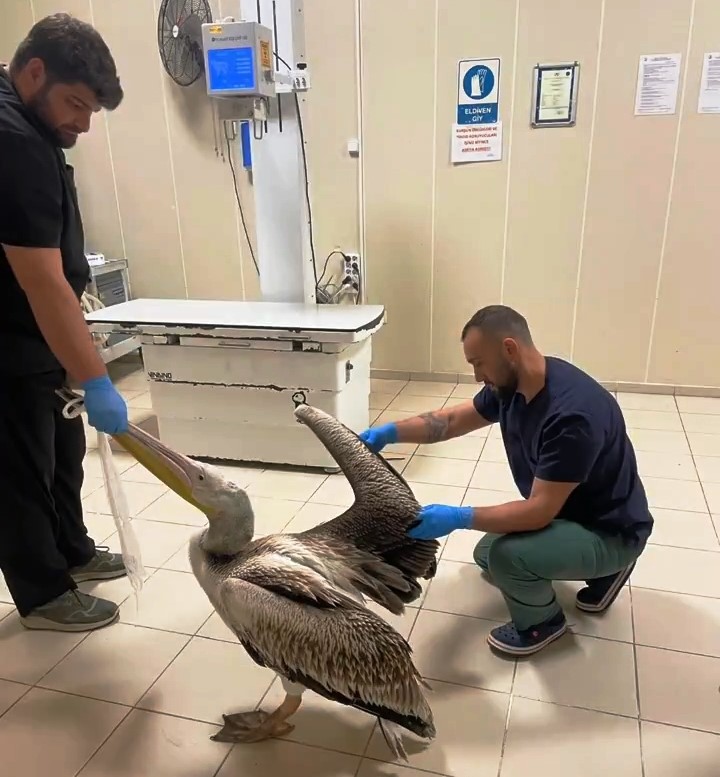 Yaralı pelikanlar tedavilerinin ardından doğaya salındı
