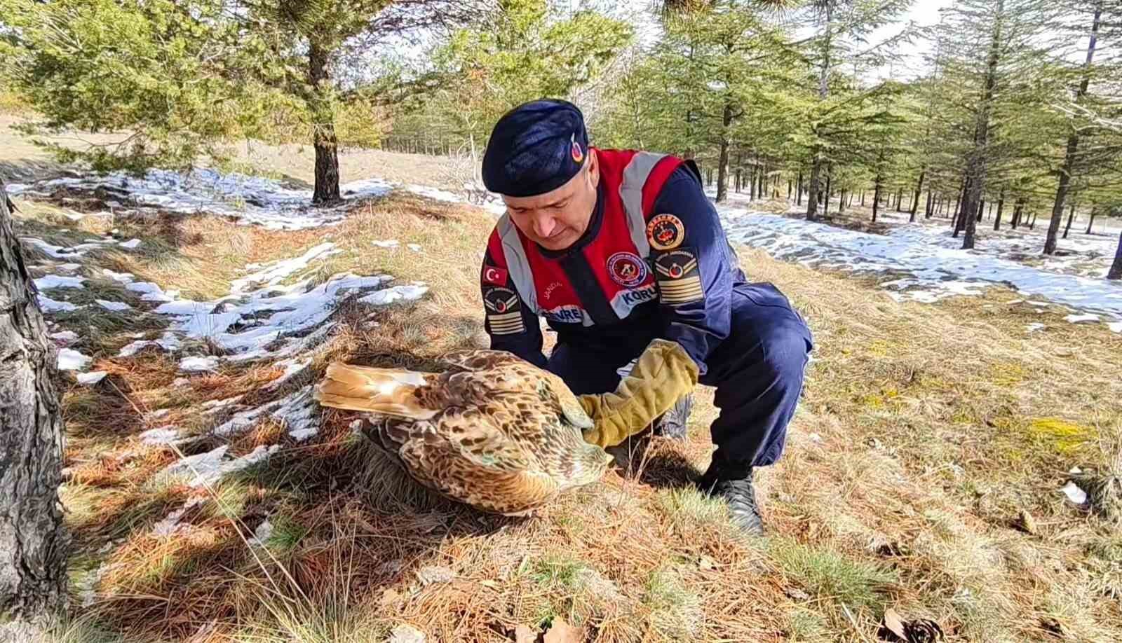 Yaralı Şahin’e Jandarma ekiplerinden yardım eli
