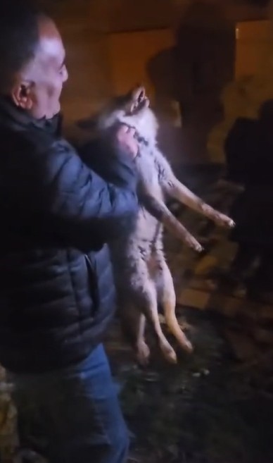 Yaralı tilki için seferber oldu
