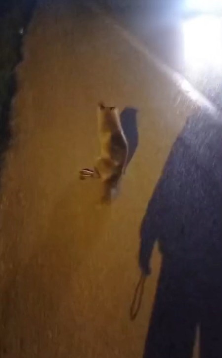 Yaralı tilki için seferber oldu
