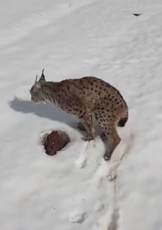 Yaralı vaşağı gören tır şoförü ‘İnsanlık ölmemiş’ dedirtti
