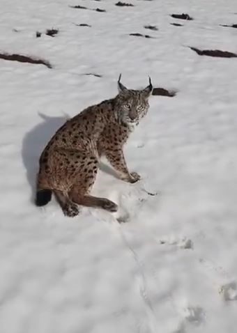 Yaralı vaşağı gören tır şoförü ‘İnsanlık ölmemiş’ dedirtti
