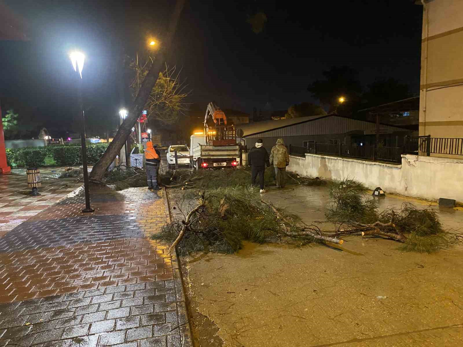 Yarım asırlık çam ağacı fırtınaya dayanamadı
