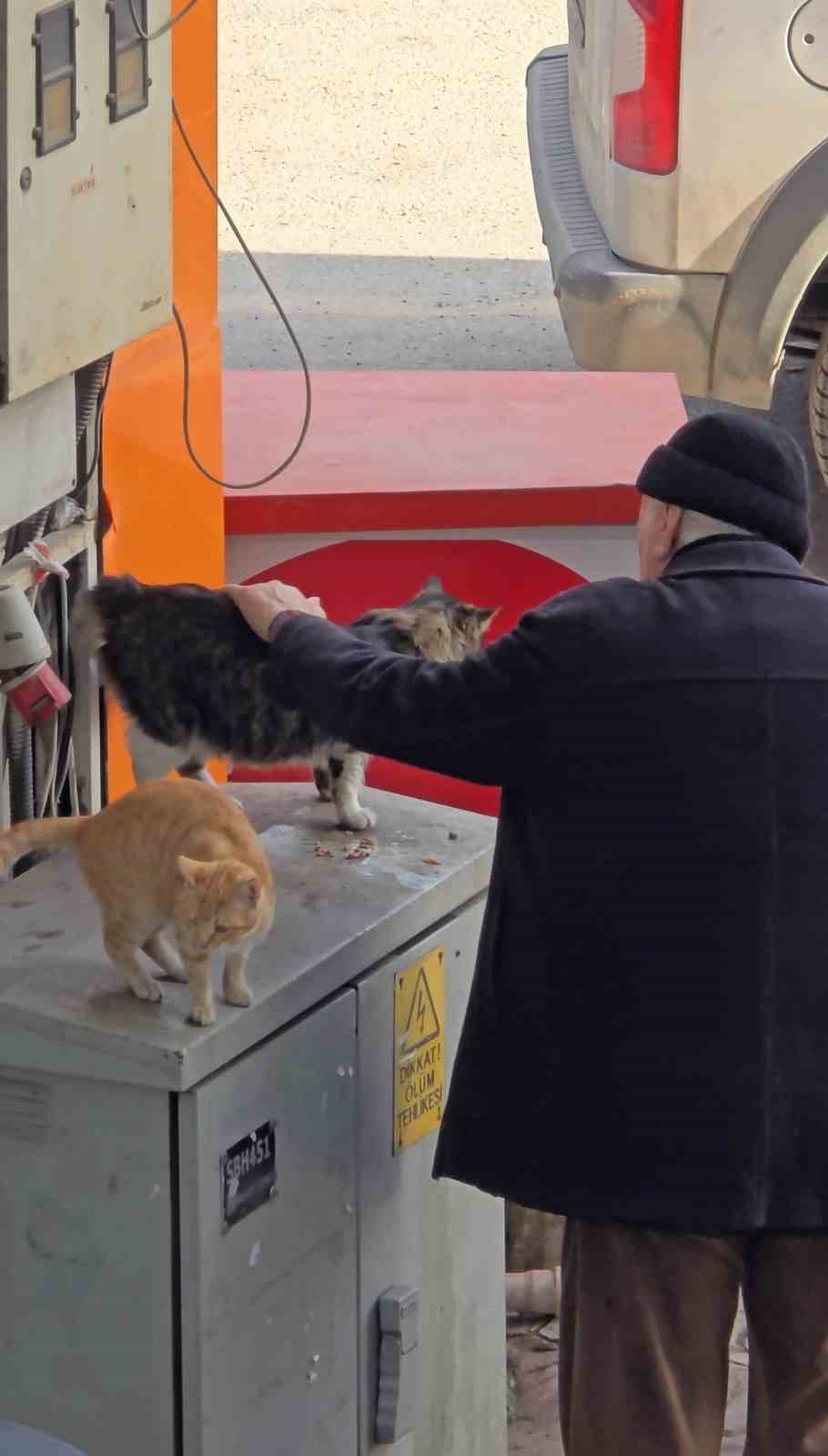 Yaşlı adamın sokak kedilerine şefkati yürekleri ısıttı
