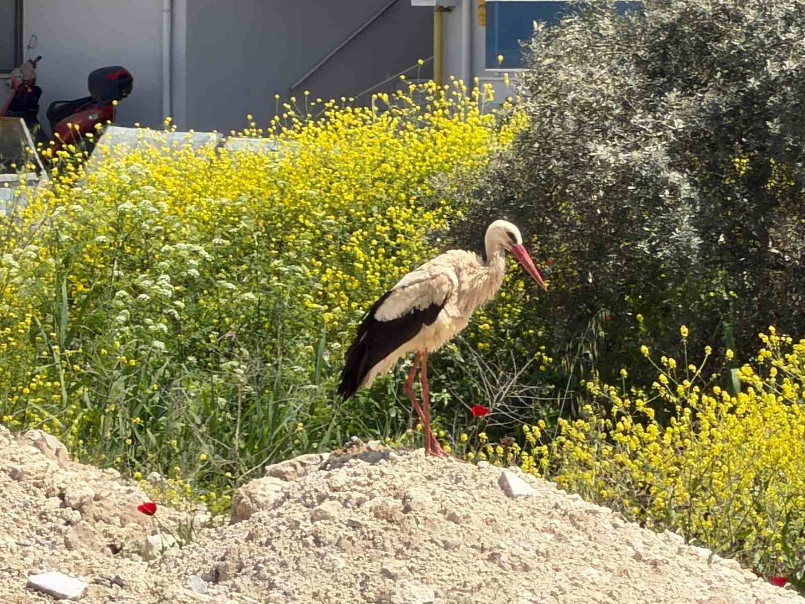 Yatağan’ı leylekler mesken tuttu
