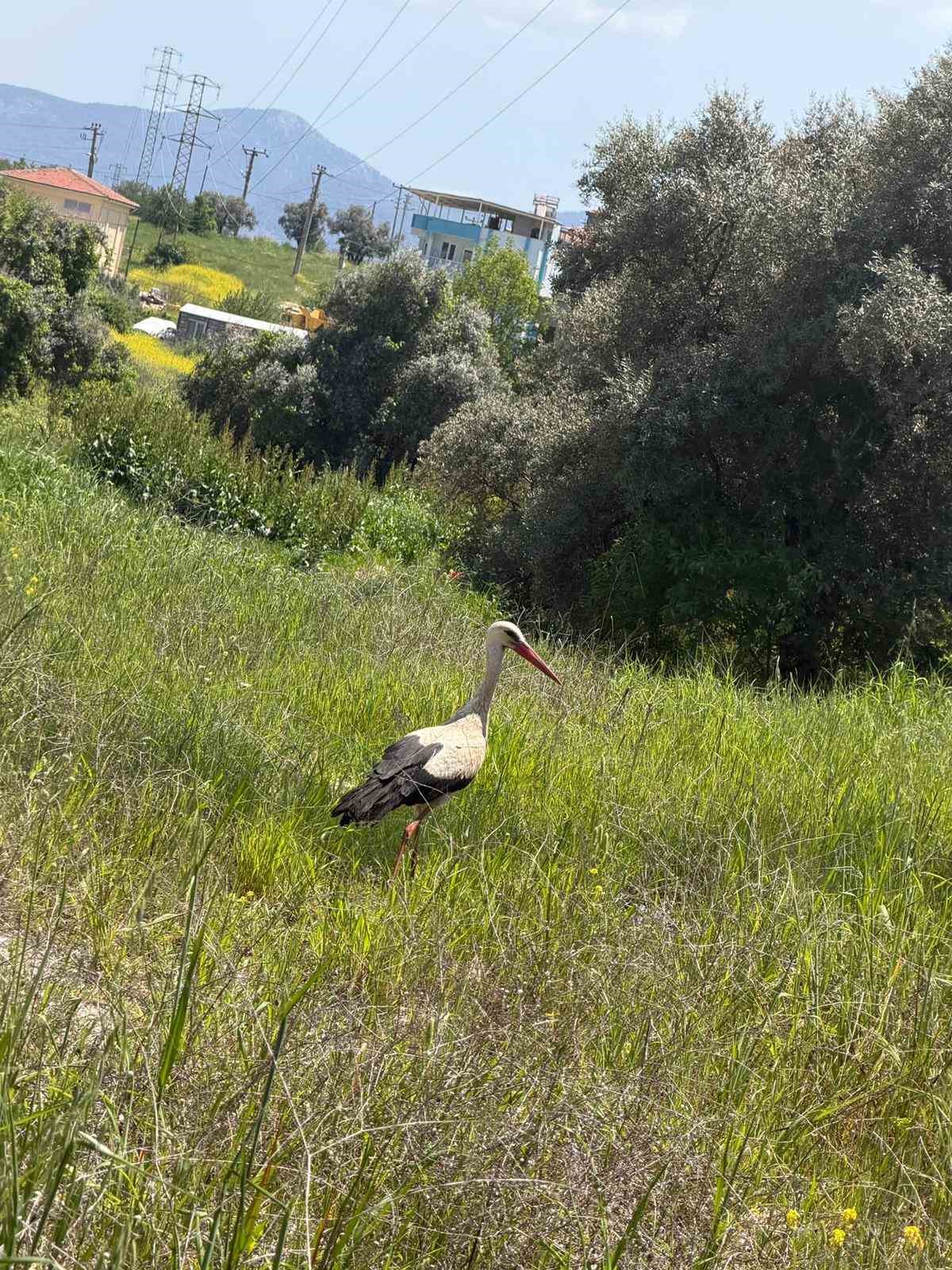 Yatağan’ı leylekler mesken tuttu
