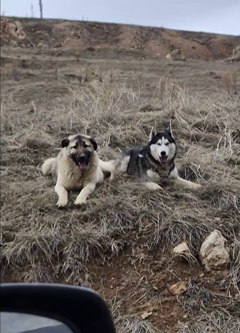 Yavru kangal gönlünü Sibirya kurduna kaptırdı
