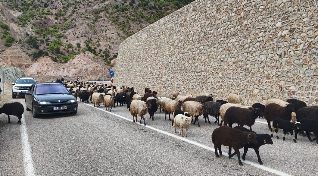 Yayla yolunda zorlu göçler başladı
