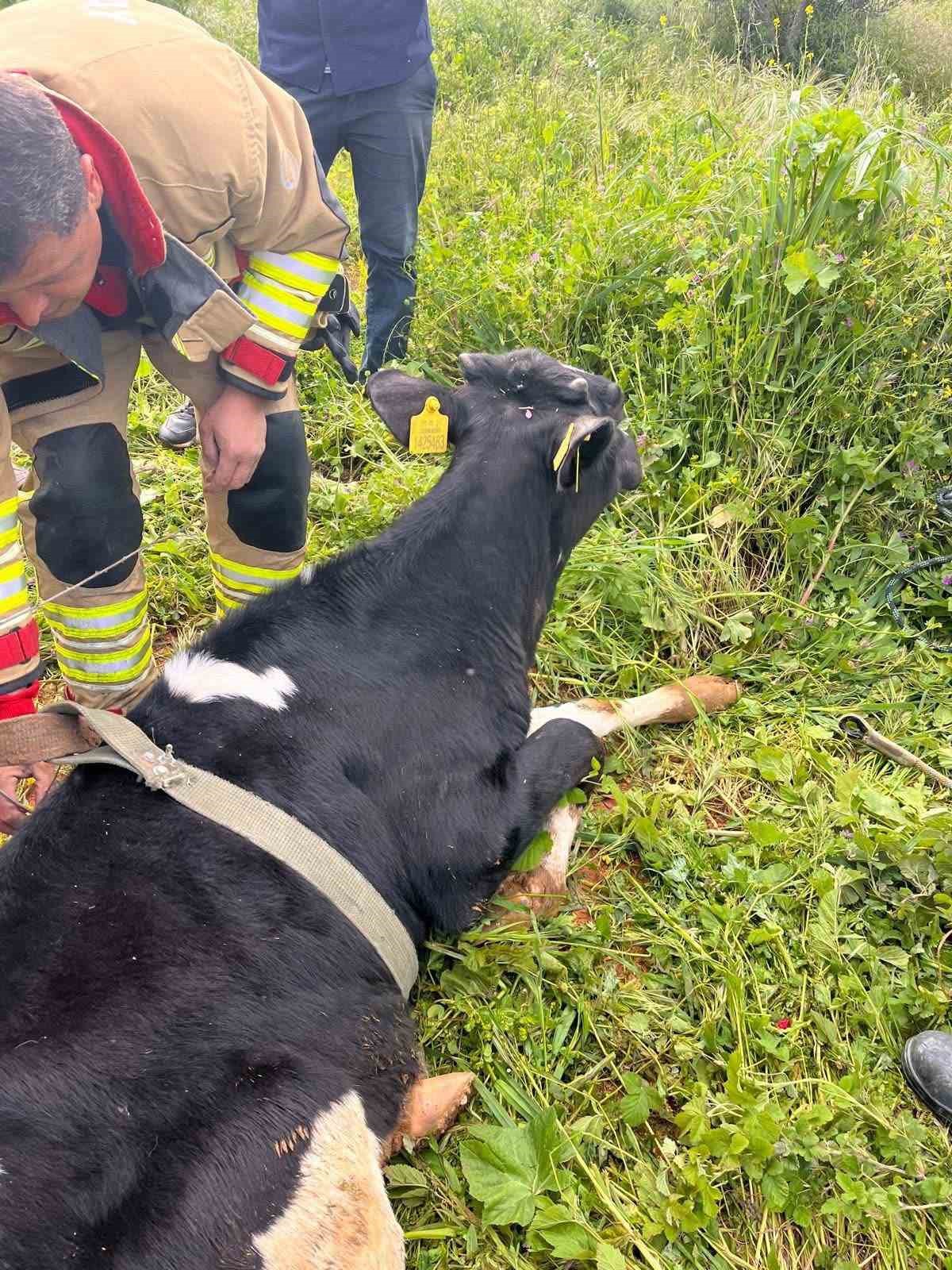 Yayladağı’nda gölete düşen büyükbaş hayvan kurtarıldı
