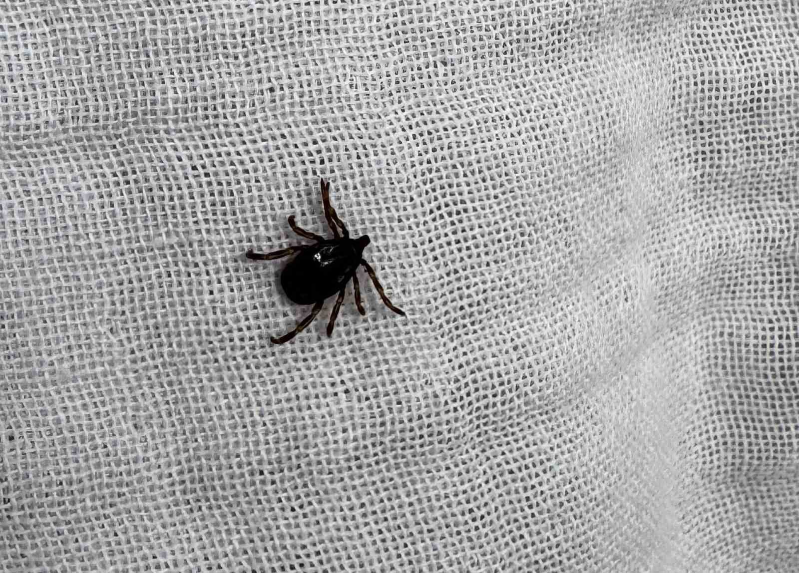 Yaz aylarının korkulu rüyası kenelere karşı hem havadan ve hem karadan mücadele başladı
