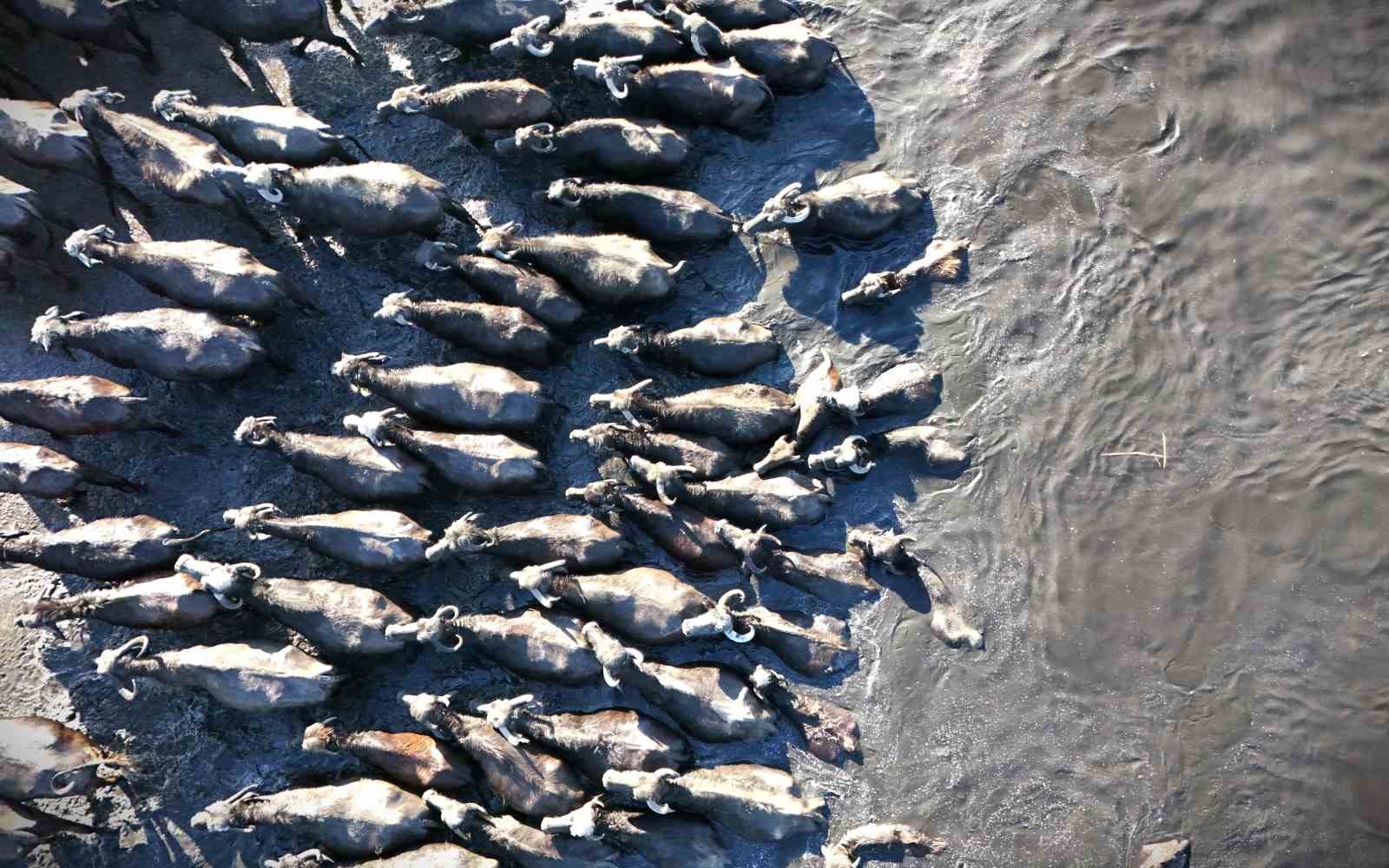 Yazın safari kışın buz pisti
