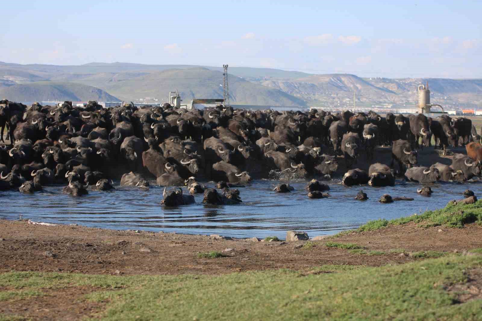 Yazın safari kışın buz pisti
