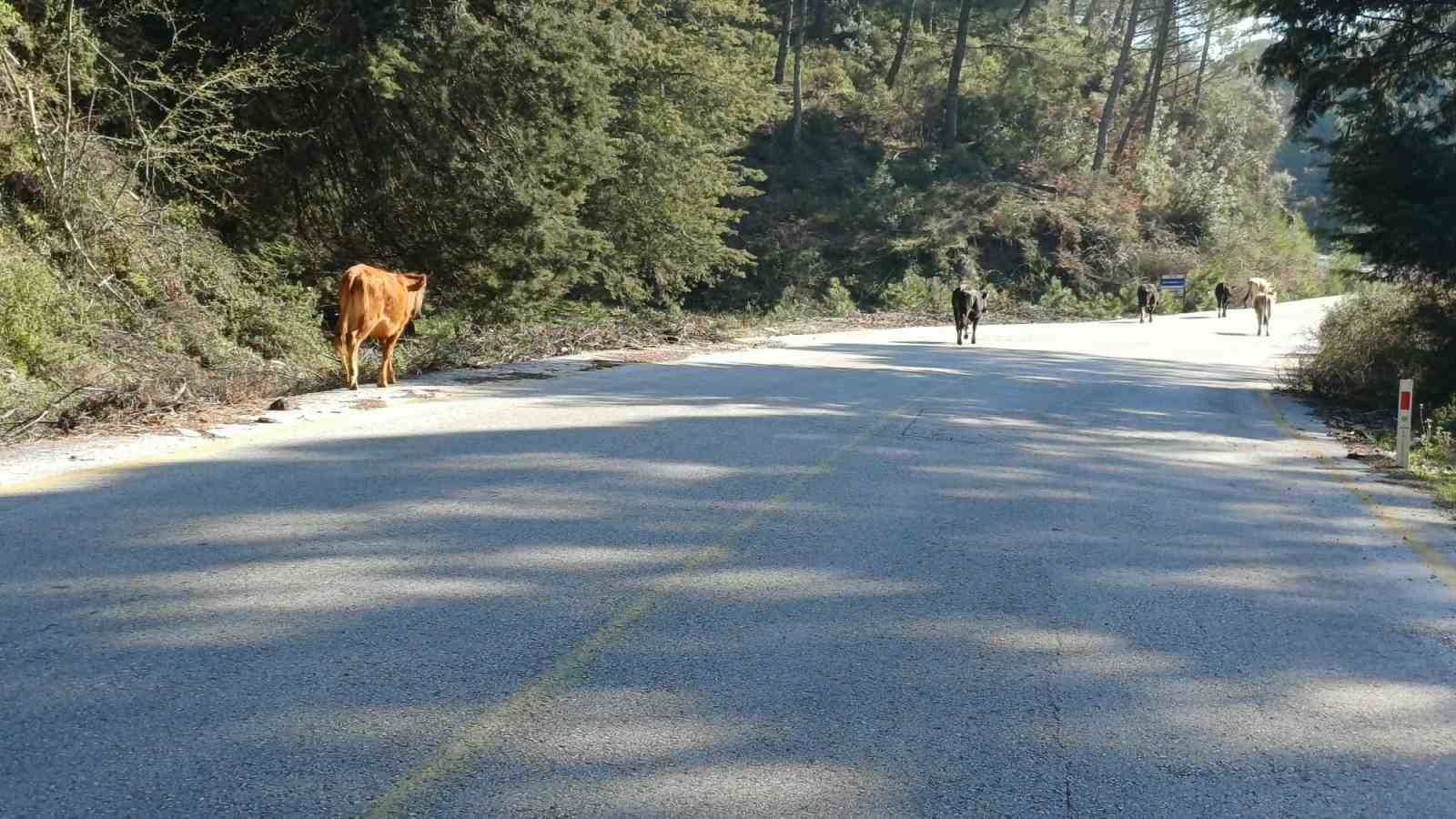 Yem fiyatları arttı, salma besicilik yeniden değer kazandı
