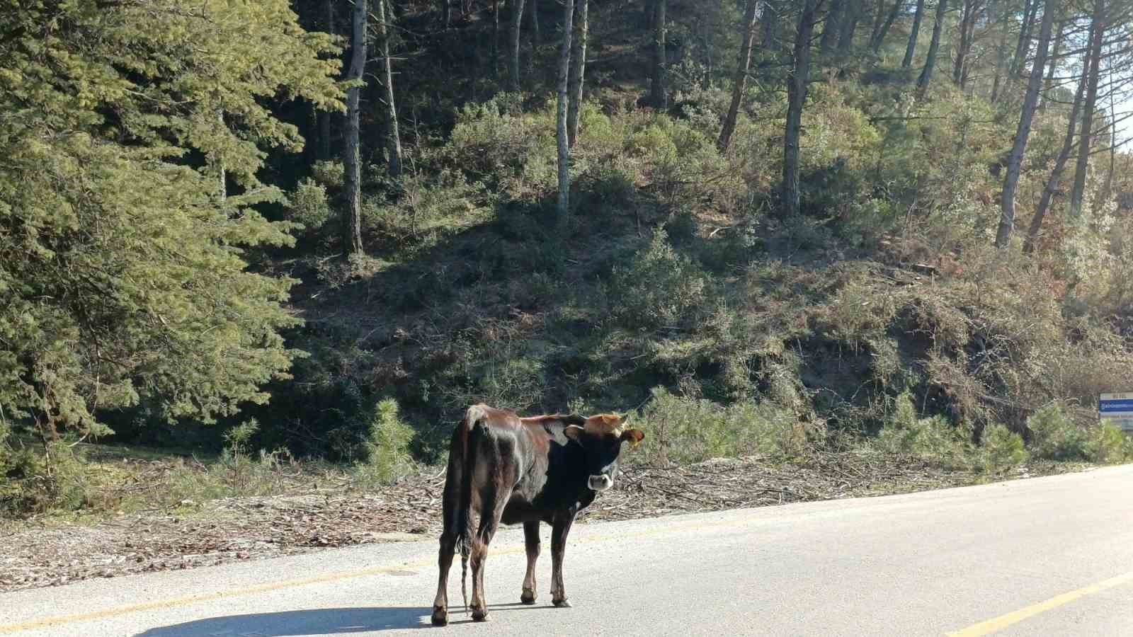 Yem fiyatları arttı, salma besicilik yeniden değer kazandı
