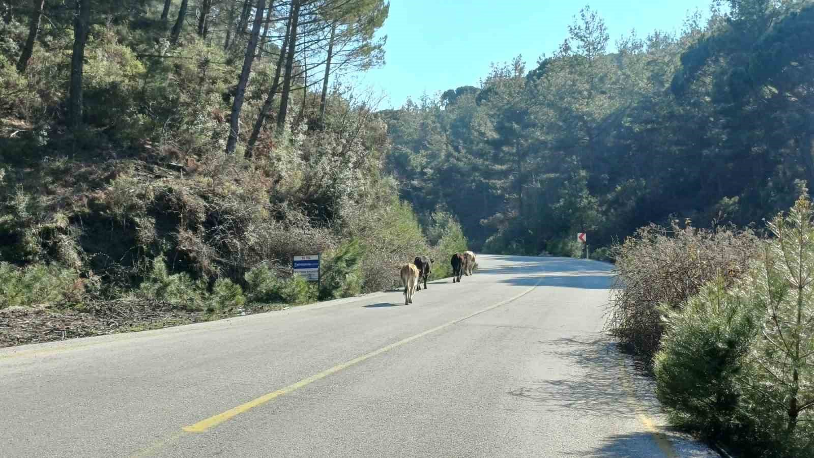 Yem fiyatları arttı, salma besicilik yeniden değer kazandı
