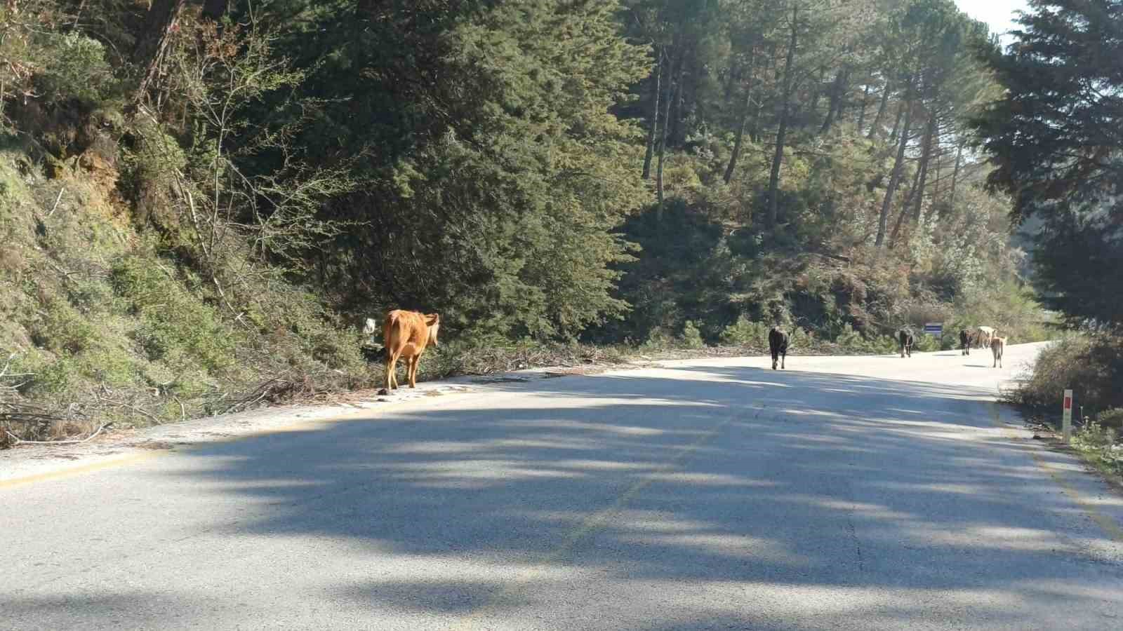 Yem fiyatları arttı, salma besicilik yeniden değer kazandı

