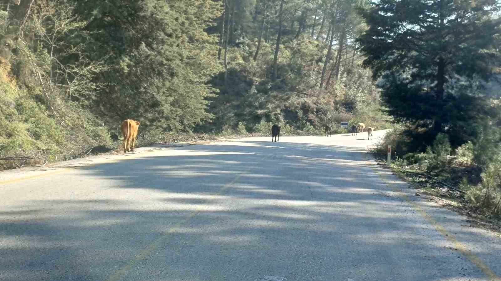 Yem fiyatları arttı, salma besicilik yeniden değer kazandı
