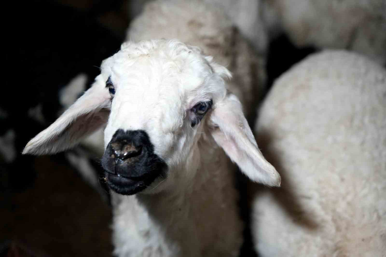 Yeni doğan kuzularla birlikte besicilerde tatlı telaş yaşanıyor
