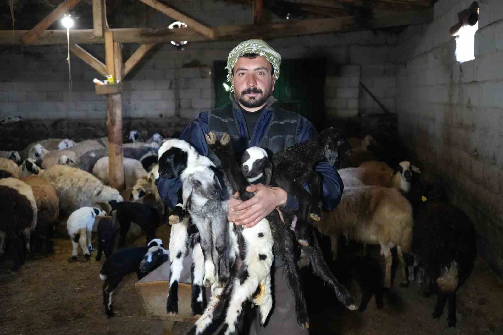 Yeni doğan kuzularla birlikte besicilerde tatlı telaş yaşanıyor
