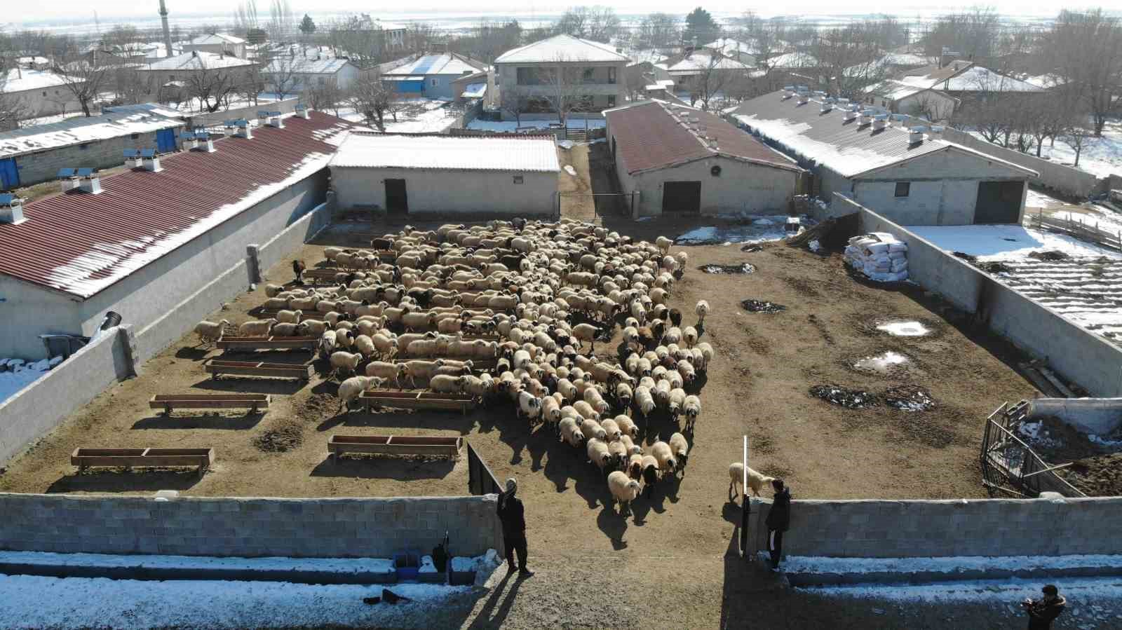 Yeni doğan kuzularla birlikte besicilerde tatlı telaş yaşanıyor
