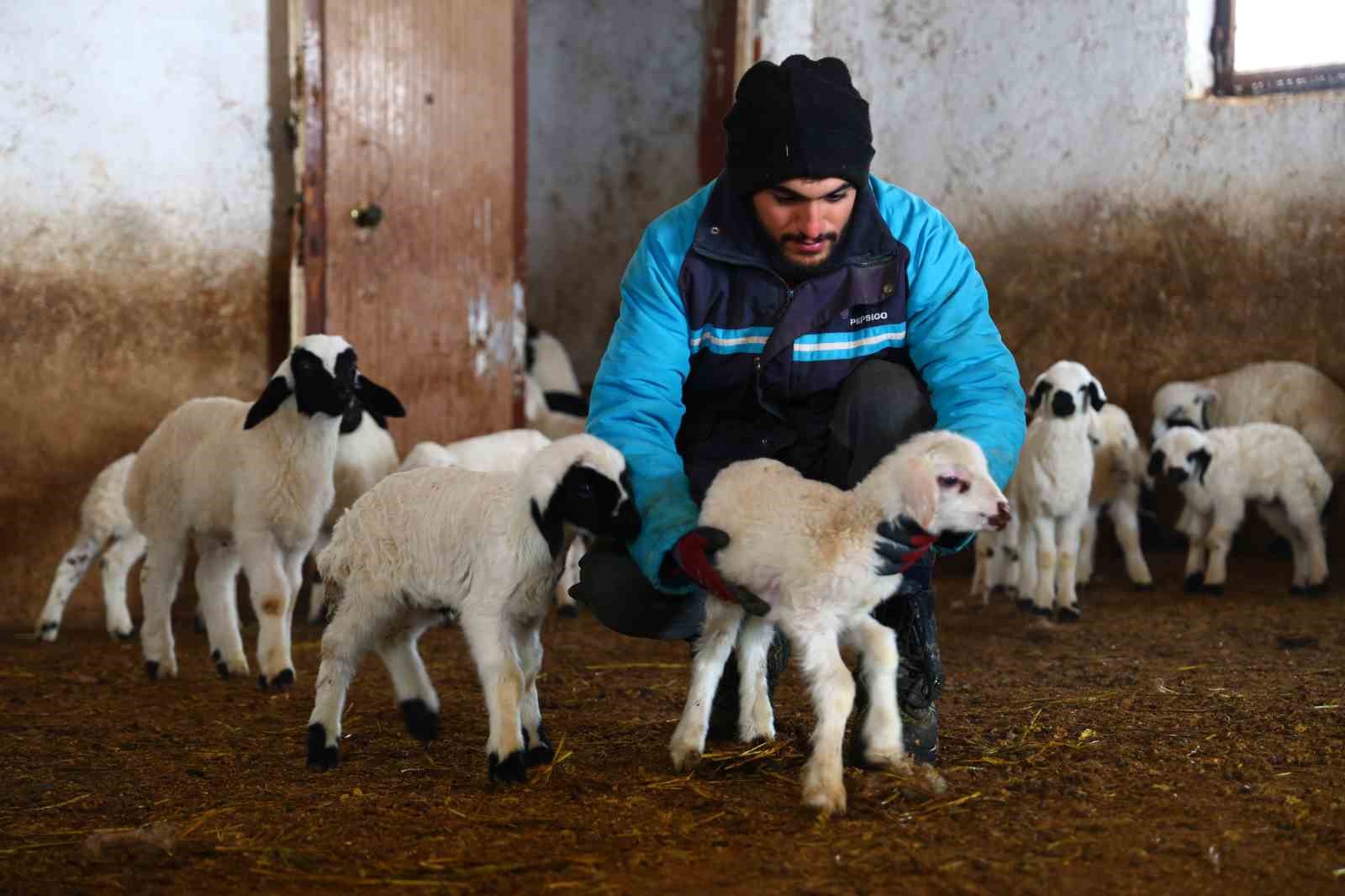 Yeni yıl bereketiyle geldi: Soğuk hava ile birlikte kuzu doğumları arttı
Yeni yıl bereketiyle geldi: Soğuk hava ile birlikte kuzu doğumları arttı
