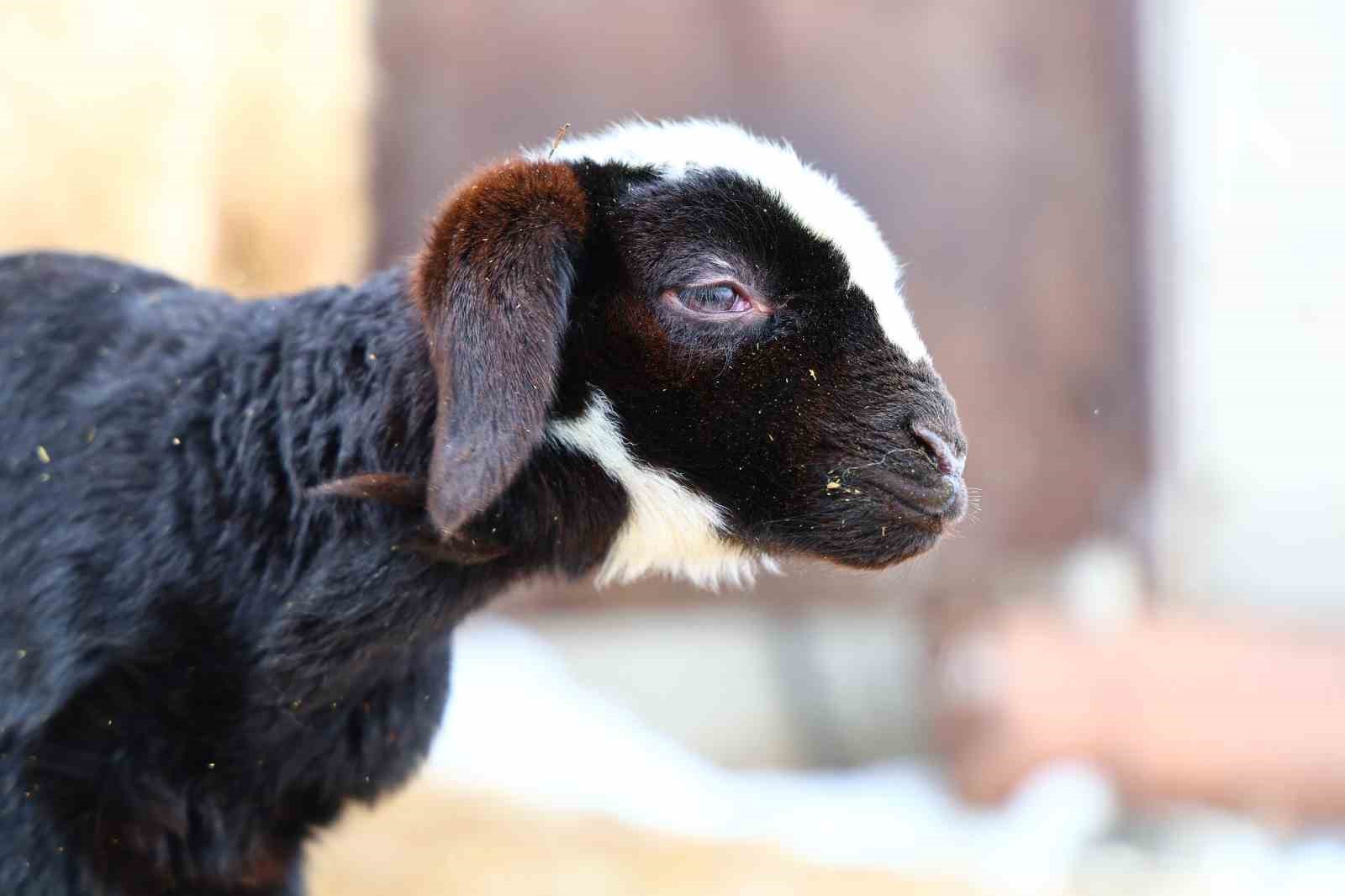 Yeni yıl bereketiyle geldi: Soğuk hava ile birlikte kuzu doğumları arttı
Yeni yıl bereketiyle geldi: Soğuk hava ile birlikte kuzu doğumları arttı