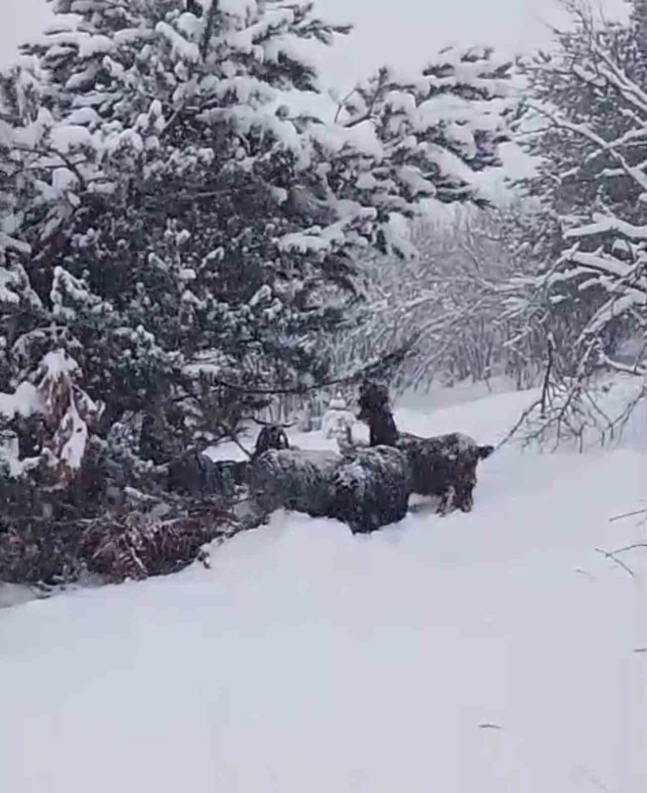 Yeni yılın ilk gününde yaylada kara yakalanan çoban türkülerle ısındı

