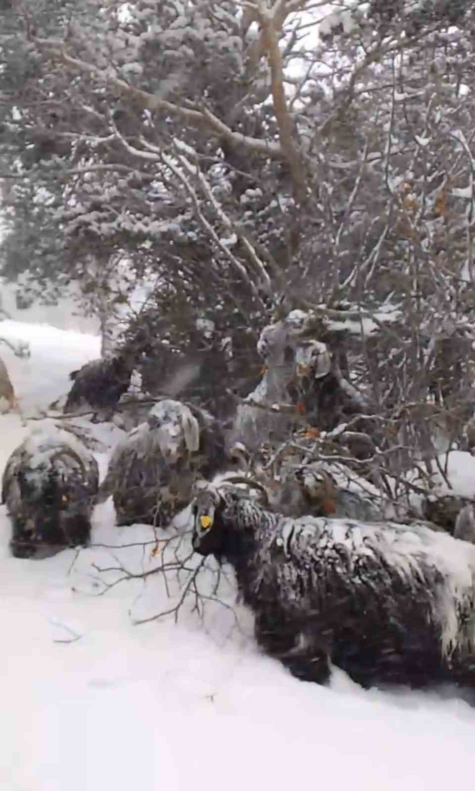 Yeni yılın ilk gününde yaylada kara yakalanan çoban türkülerle ısındı
